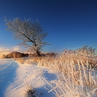 Buy canvas prints of A winters morning by Robert Fielding