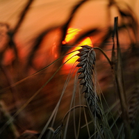 Buy canvas prints of A single stalk of wheat by Robert Fielding