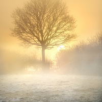 Buy canvas prints of Misty sunrise  by Robert Fielding