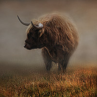 Buy canvas prints of West highland cow by Robert Fielding