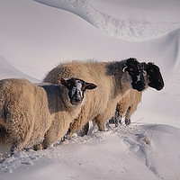 Buy canvas prints of sheep in the snow by Robert Fielding
