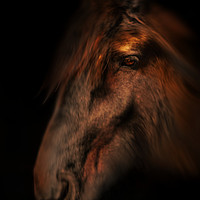 Buy canvas prints of Portrait of a horse by Robert Fielding