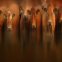 Buy canvas prints of curious cows by Robert Fielding