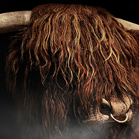 Buy canvas prints of West highland cow by Robert Fielding