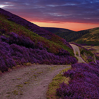 Buy canvas prints of Heather on the moors, by Robert Fielding