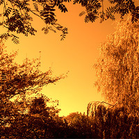 Buy canvas prints of Weeping Willow Tree by John Boekee