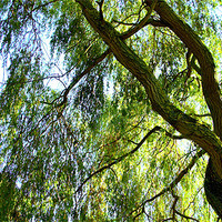 Buy canvas prints of Weeping Willow Tree with blue sky by John Boekee