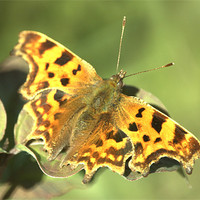 Buy canvas prints of Comma Butterfly by John Boekee