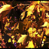 Buy canvas prints of Brown and yellow Leafs by John Boekee