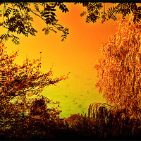 Buy canvas prints of Sepia willow with a golden tint by John Boekee