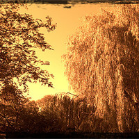 Buy canvas prints of Sepia willow by John Boekee