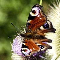 Buy canvas prints of Peacock Butterfly by John Boekee