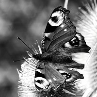 Buy canvas prints of Peacock butterfly in black-and-white by John Boekee