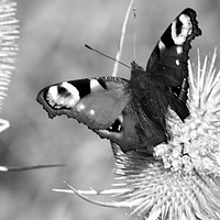 Buy canvas prints of Peacock butterfly in black-and-white by John Boekee