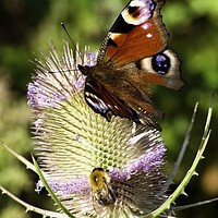 Buy canvas prints of Peacock Butterfly and bee by John Boekee
