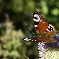 Buy canvas prints of Peacock Butterfly by John Boekee