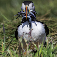 Buy canvas prints of Puffin by Barry Maytum