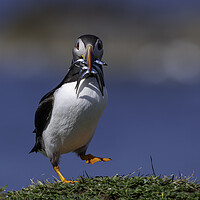Buy canvas prints of Dancing Puffin by Barry Maytum