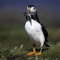 Buy canvas prints of Puffin by Barry Maytum