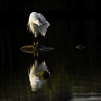 Buy canvas prints of Egret by Barry Maytum
