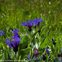 Buy canvas prints of Mountain Cornflower by Angie Morton