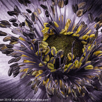 Buy canvas prints of Blue Anemone by Angie Morton