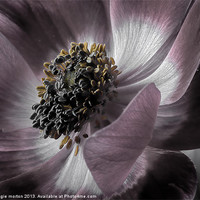 Buy canvas prints of Magenta Anemone by Angie Morton