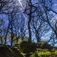 Buy canvas prints of Starring Padley Gorge by Angie Morton