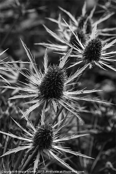 Eryngium Mono Picture Board by Angie Morton