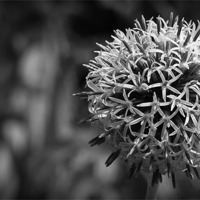 Buy canvas prints of Echinops Mono by Angie Morton