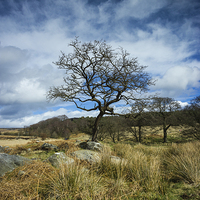 Buy canvas prints of Hawthorn Awaits by Angie Morton