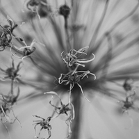 Buy canvas prints of Seeded Allium II by Angie Morton