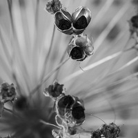 Buy canvas prints of Seeded Allium III by Angie Morton