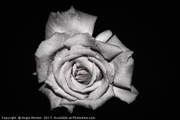Rose in Monochrome Picture Board by Angie Morton