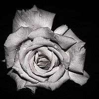 Buy canvas prints of Rose in Monochrome by Angie Morton