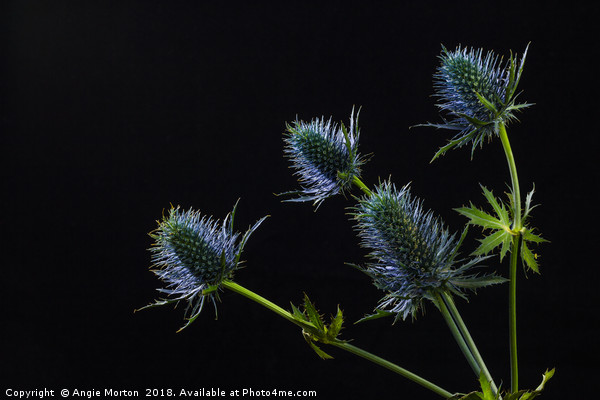 Sea Holly Back Lit Picture Board by Angie Morton