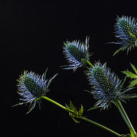 Buy canvas prints of Sea Holly Back Lit by Angie Morton