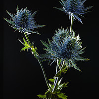 Buy canvas prints of Eryngium in Portrait by Angie Morton