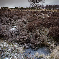 Buy canvas prints of Winter Hawthorn by Angie Morton
