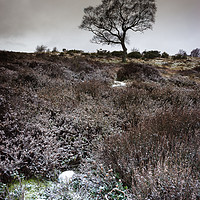 Buy canvas prints of Winter Heather and Hawthorn by Angie Morton