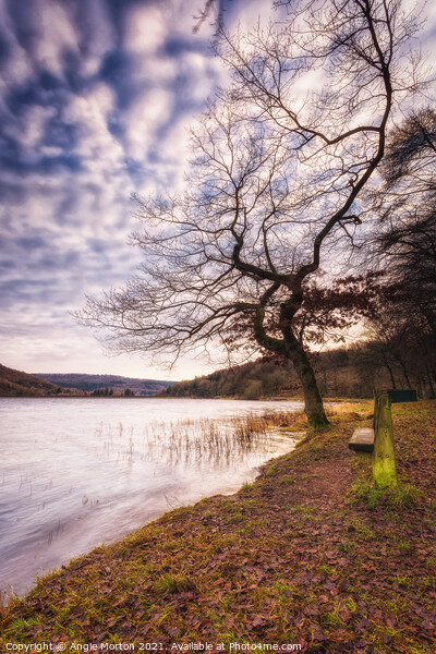 Morehall Reservoir Bench and Tree Picture Board by Angie Morton