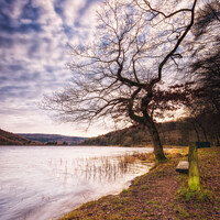 Buy canvas prints of Morehall Reservoir Bench and Tree by Angie Morton