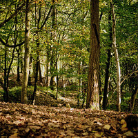 Buy canvas prints of Autumn Woodland Walk by Mark Battista