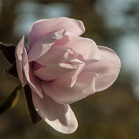 Buy canvas prints of Pink magnolia bloom in spring by Jackie McKeever