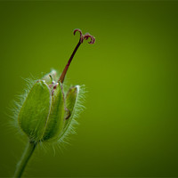 Buy canvas prints of Green Stamen by Linda Somers