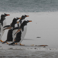 Buy canvas prints of Penguin march by Chris Barker