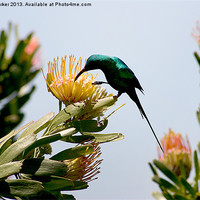 Buy canvas prints of Hummingbird at Kirstenbosch CPT by Chris Barker