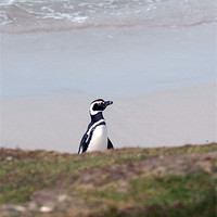 Buy canvas prints of Lone Penguin by Chris Barker