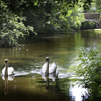 Buy canvas prints of Swans on preston lancaster canal by Chris Barker