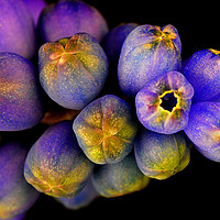 Buy canvas prints of Macro of Grape Hyacinth, armeniacum muscari. by Chris Barker